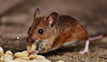 24 Hour & Emergency Exterminators in Palos Heights, IL